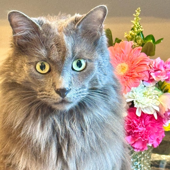 ‼️LIVE SHOW NOTIFICATION POST!‼️ - Picture 2 of 5